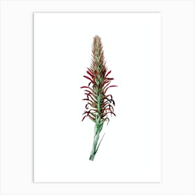 Vintage Pitcairnia Latifolia Botanical Illustration on Pure White n.0372 Art Print