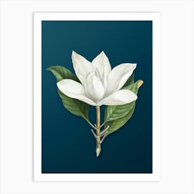 Vintage White Southern Magnolia Botanical Art on Teal Blue n.0787 Art Print