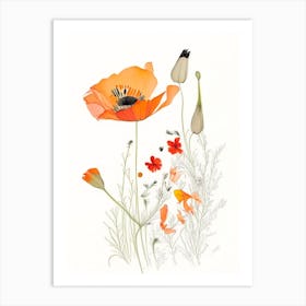 California Poppy Spices And Herbs Pencil Illustration 1 Art Print