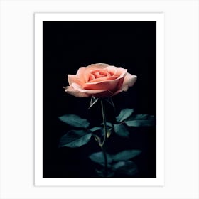 Pink Rose 14 Art Print