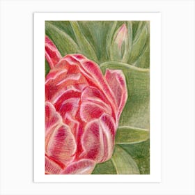 Pink Tulip Art Print