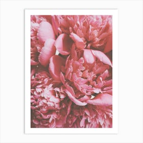 Dark Pink Peonies Art Print