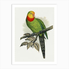 Parrot On A Branch 5 Art Print