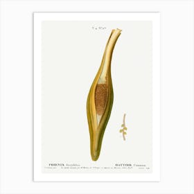 Date Palm, Pierre Joseph Redoute (2) 1 Art Print