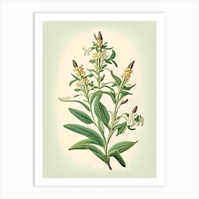 Yerba Santa Wildflower Vintage Botanical Art Print