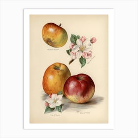 Vintage Illustration Of King Of Pippins Apple, John Wright Art Print