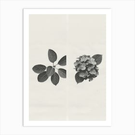 Hydrangea Flower Photo Collage 1 Art Print