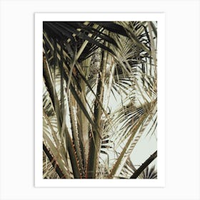 Palm Leaves_2192471 Art Print