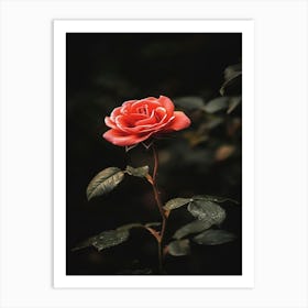 Single Rose Art Print