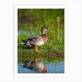 Anas Platyrhynchos Commonly Known As The Mallard Duck Its Speckled Brown Plumage Glimmering In The Art Print