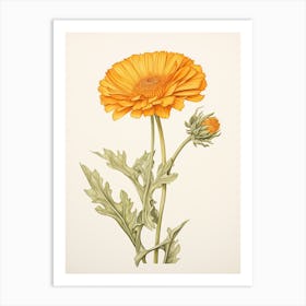 Calendula Pot Marigold Vintage Botanical Herbs 1 Art Print