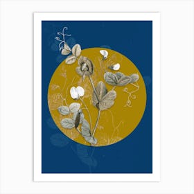 Vintage Botanical White Pea Flower on Circle Yellow on Blue Art Print