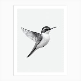 Swallow B&W Pencil Drawing 1 Bird Art Print