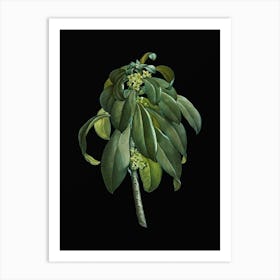 Vintage Spurge Laurel Weeds Botanical Illustration on Solid Black n.0024 Art Print