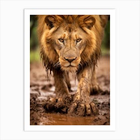 African Lion Muddy Paws Realism 1 Art Print