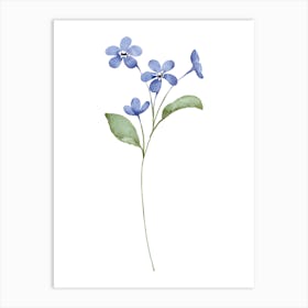 Forget Me Not Flowers Art Print