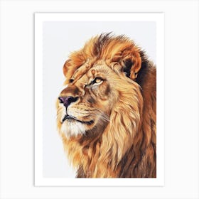 Barbary Lion Portrait Close Up Clipart 3 Art Print