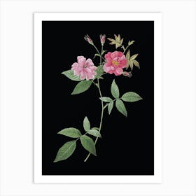 Vintage Hudson Rosehip Botanical Illustration on Solid Black n.0028 Art Print