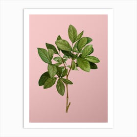 Vintage Eastern Leatherwood Botanical on Soft Pink n.0718 Art Print