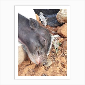 Pig Sleeping 1 Art Print