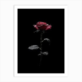 Black Rose 7 Art Print