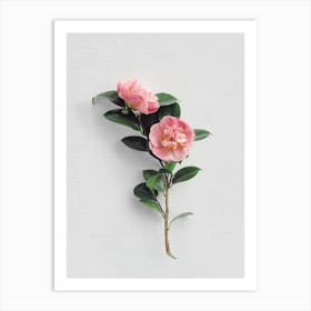 Camellias Art Print