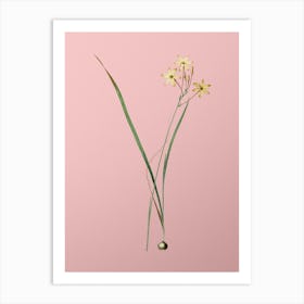 Vintage Ixia Longiflora Botanical on Soft Pink n.0452 Art Print