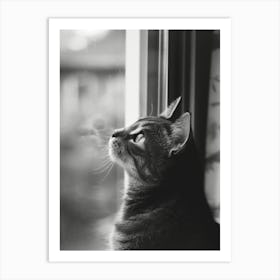 Cat Looking Out A Window Art Print