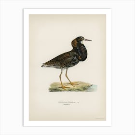 Ruff (Pavoncella Pugnaxr), The Von Wright Brothers Art Print