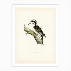 Three Toed Woodpecker, The Von Wright Brothers 1 Art Print