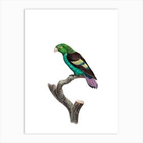 Vintage Black Winged Parakeet Bird Illustration on Pure White n.0022 Art Print