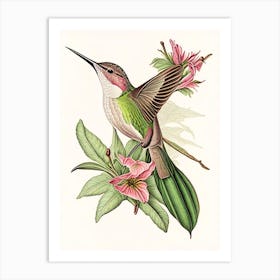 Buff Bellied Hummingbird Vintage Botanical Line Drawing Art Print