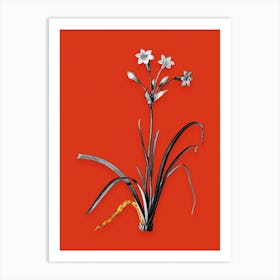 Vintage Crytanthus Vittatus Black and White Gold Leaf Floral Art on Tomato Red n.0122 Art Print