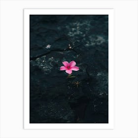 Flower On A Rock Art Print