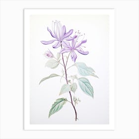 Honeysuckle Flower Vintage Botanical 1 Art Print