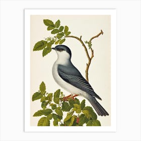 Cuckoo James Audubon Vintage Style Bird Art Print