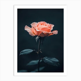 Pink Rose On Dark Background 2 Art Print