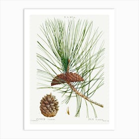 Black Pine, Pierre Joseph Redoute Art Print