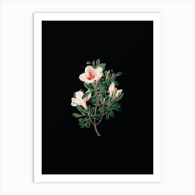 Vintage Variegated Chinese Azalea Botanical Illustration on Solid Black Art Print