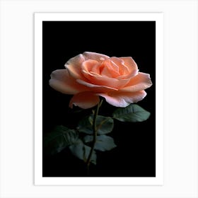 Peach Rose Art Print