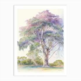 Atherton Tableland S Curtain Fig Tree, Australia Pastel Watercolour Art Print