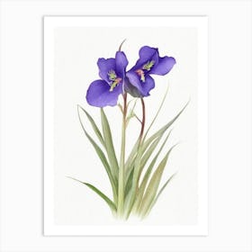 Spiderwort Wildflower Watercolour Art Print