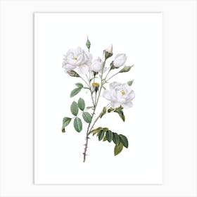 Vintage White Rose Botanical Illustration on Pure White n.0147 Art Print