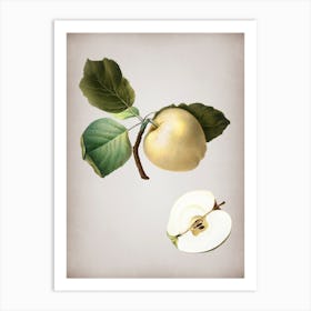Vintage Astracan Apple Botanical on Parchment n.0170 Art Print