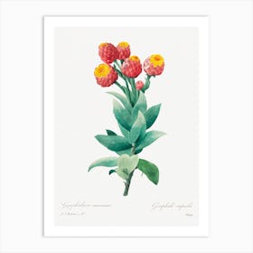 Cudweed, Pierre Joseph Redouté Art Print