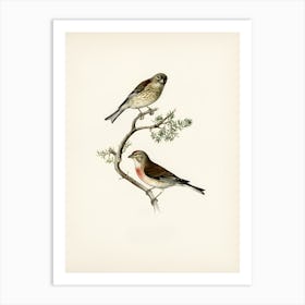 Two Birds Perched On A Branch 3 Art Print