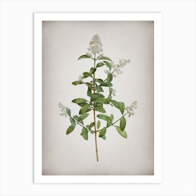 Vintage Wild Privet Botanical on Parchment n.0016 Art Print