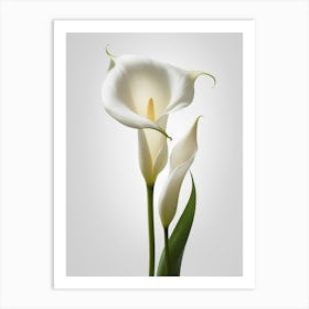 White Calla Lily 4 Art Print