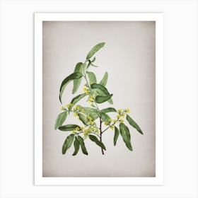 Vintage Russian Olive Botanical on Parchment n.0639 Art Print