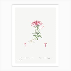 Cotyledon Hispanica, Pierre Joseph Redoute Art Print